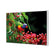 Lorikeet on Red Gum