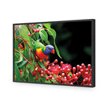 Lorikeet on Red Gum