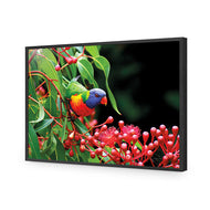 Lorikeet on Red Gum
