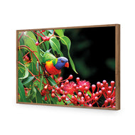 Lorikeet on Red Gum