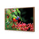 Lorikeet on Red Gum