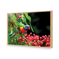 Lorikeet on Red Gum
