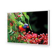 Lorikeet on Red Gum