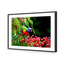 Lorikeet on Red Gum