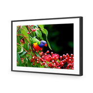 Lorikeet on Red Gum