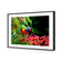 Lorikeet on Red Gum