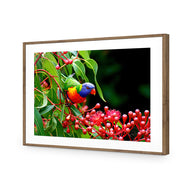 Lorikeet on Red Gum