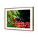 Lorikeet on Red Gum