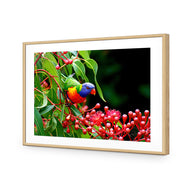 Lorikeet on Red Gum