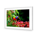 Lorikeet on Red Gum