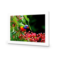 Lorikeet on Red Gum