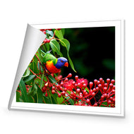 Lorikeet on Red Gum