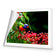 Lorikeet on Red Gum