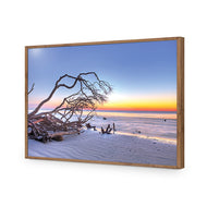 Driftwood Sunrise