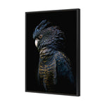 Lady Black Cocky Dark