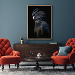 Lady Black Cocky Dark