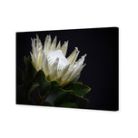 Protea in Darkness Horizontal