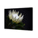 Protea in Darkness Horizontal