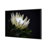 Protea in Darkness Horizontal