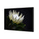 Protea in Darkness Horizontal