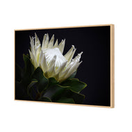 Protea in Darkness Horizontal