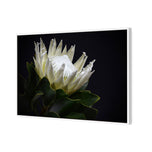 Protea in Darkness Horizontal