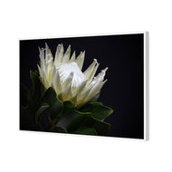 Protea in Darkness Horizontal