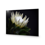 Protea in Darkness Horizontal