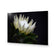 Protea in Darkness Horizontal