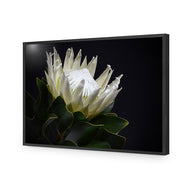 Protea in Darkness Horizontal