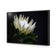 Protea in Darkness Horizontal
