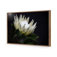 Protea in Darkness Horizontal