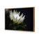 Protea in Darkness Horizontal
