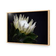 Protea in Darkness Horizontal