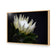 Protea in Darkness Horizontal