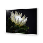 Protea in Darkness Horizontal