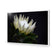 Protea in Darkness Horizontal