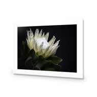 Protea in Darkness Horizontal