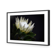 Protea in Darkness Horizontal
