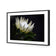 Protea in Darkness Horizontal