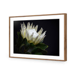 Protea in Darkness Horizontal
