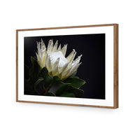 Protea in Darkness Horizontal