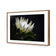 Protea in Darkness Horizontal