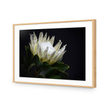 Protea in Darkness Horizontal