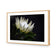 Protea in Darkness Horizontal