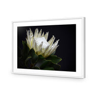 Protea in Darkness Horizontal