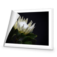 Protea in Darkness Horizontal