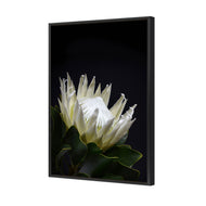 Protea in Darkness Vertical