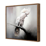 Lonely Cockatoo
