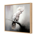 Lonely Cockatoo